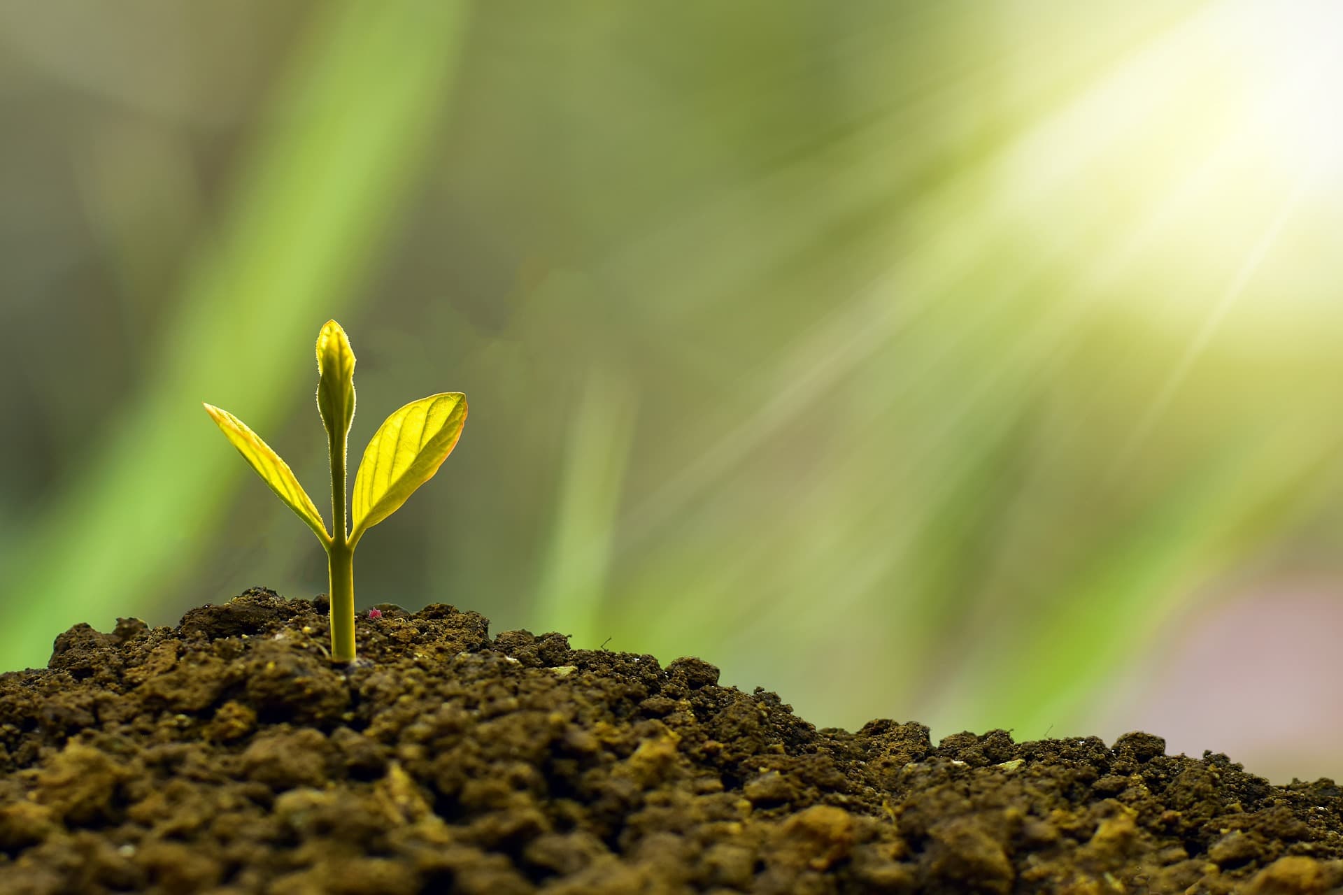 plant seeding out of earth bathed in sunshine