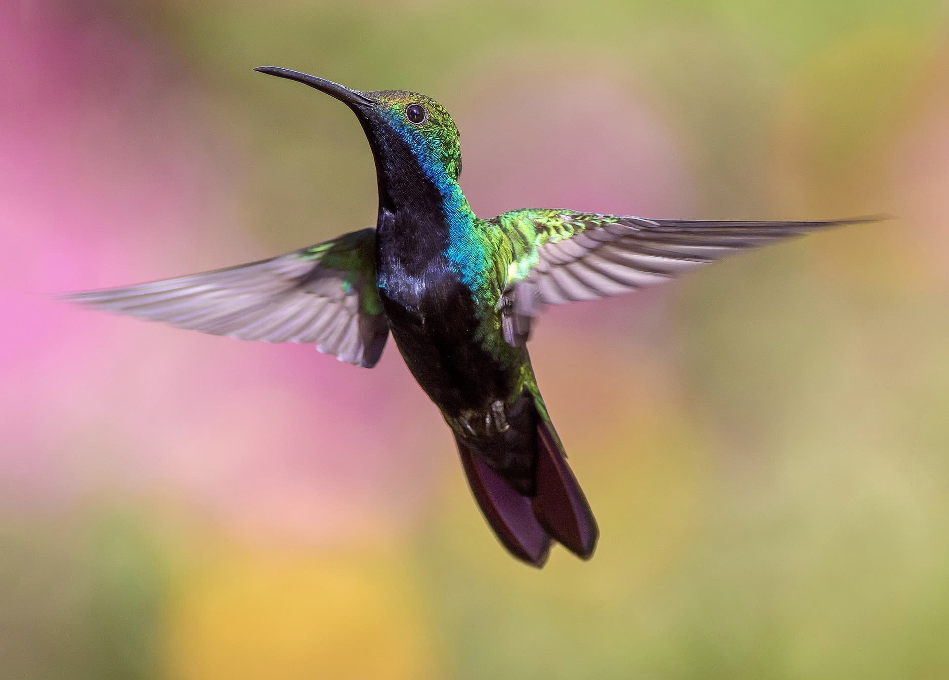 hummingbird in flight